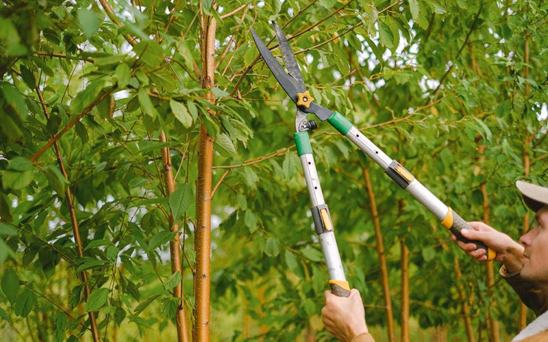 Tree trimming in Ephraim, WI