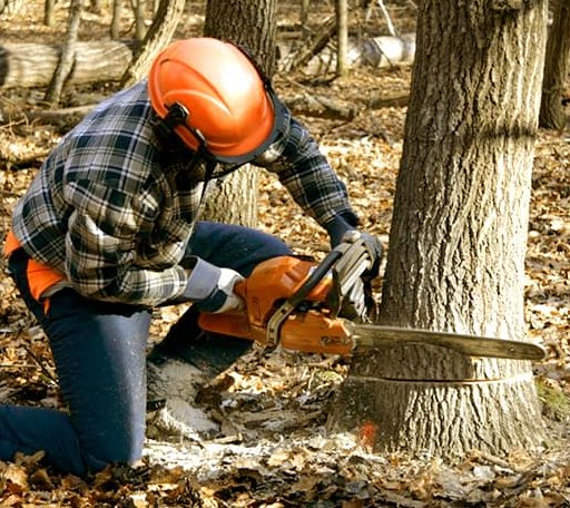 Tree Removal in Ephraim, WI
